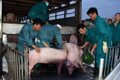 Thịt lợn Thái Lan quá rẻ, ngày mai bắt đầu nhập về cho dân ăn