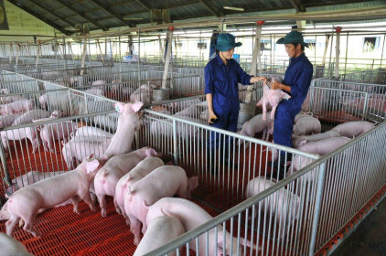 Giá thịt lợn cao ngất ngưởng, doanh nghiệp chăn nuôi tận dụng tăng biên lợi nhuận