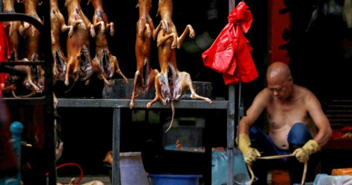 Lễ hội thịt chó lớn nhất Trung Quốc chuẩn bị “vào mùa”