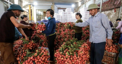 Vải thiều Bắc Giang lên 40.000 - 45.000 đồng/kg, dự báo giá tiếp tục tăng