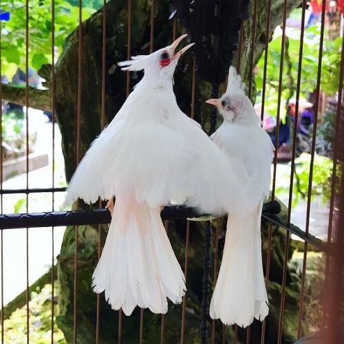 Chú chim 'Bạch Vương môi hồng', đại gia Hà Nội trả 500 triệu không bán