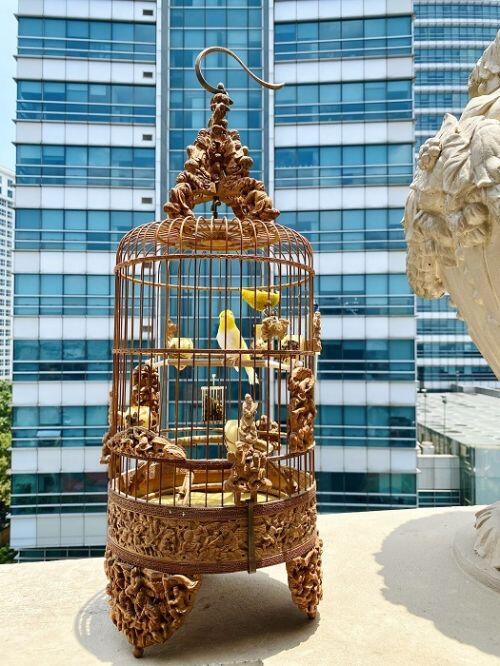 Chú chim 'Bạch Vương môi hồng', đại gia Hà Nội trả 500 triệu không bán
