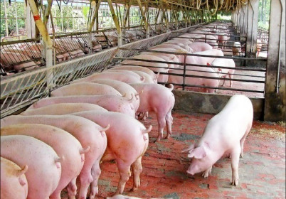 Giá lợn hơi hôm nay 14/6: Chưa kịp nhập, giá lợn tại Thái Lan đã tăng chóng mặt