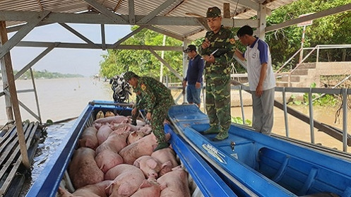 Bộ NN&PTNT gửi hỏa tốc đề nghị kiểm soát nhập lậu lợn