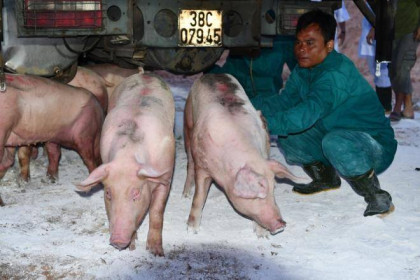 Việt Nam bắt đầu nhập khẩu, giá lợn sống tại Thái Lan tăng mạnh
