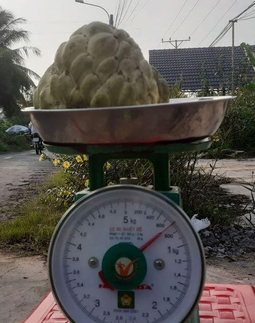 Kiếm tiền triệu mỗi ngày nhờ trồng mãng cầu dai “khổng lồ”