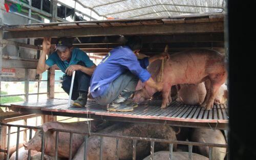 Giá lợn lên cao, “đệ nhất chợ lợn” ở Hà Nam đìu hiu, ế ẩm