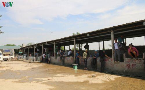 Giá lợn lên cao, “đệ nhất chợ lợn” ở Hà Nam đìu hiu, ế ẩm