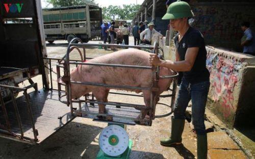 Cận cảnh chợ lợn lớn nhất miền Bắc đìu hiu, ế ẩm khi giá tăng 'sốc'