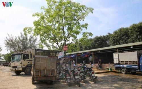Cận cảnh chợ lợn lớn nhất miền Bắc đìu hiu, ế ẩm khi giá tăng 'sốc'