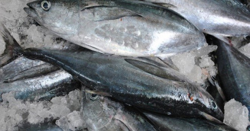 Xuất khẩu cá ngừ Việt Nam tăng sức cạnh tranh nhờ ưu đãi thuế quan