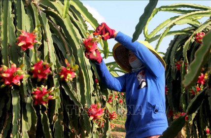 Hiệp định EVFTA: Hỗ trợ pháp lý cho doanh nghiệp trong thương mại quốc tế
