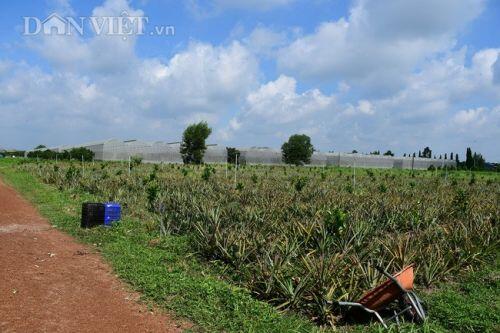 Dự án Vinamit ở Bình Dương, Phó Giám đốc Sở TNMT nói “không “mưu toan”, không “xóa sổ”...