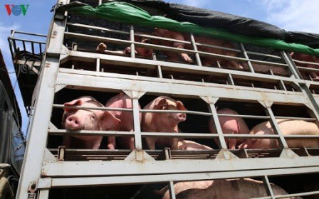 Doanh nghiệp ồ ạt đăng ký nhập 1,9 triệu con lợn từ Thái Lan về Việt Nam