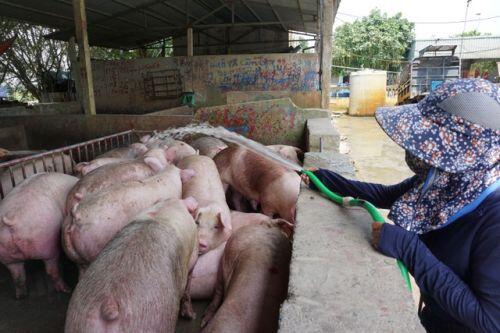 Nhập cả triệu con lợn sống, giá thịt lợn siêu thị vẫn tăng mạnh