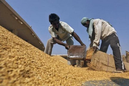Gạo Ấn Độ cạnh tranh gay gắt với Việt Nam, Thái Lan