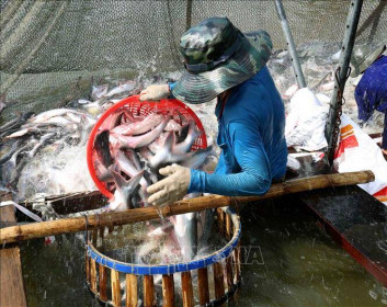 Lỗ hơn 3.000 đồng/kg cá tra, người nuôi 'méo mặt'