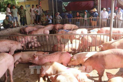 Giá lợn hơi đã giảm sau khi lợn sống được nhập khẩu về Việt Nam