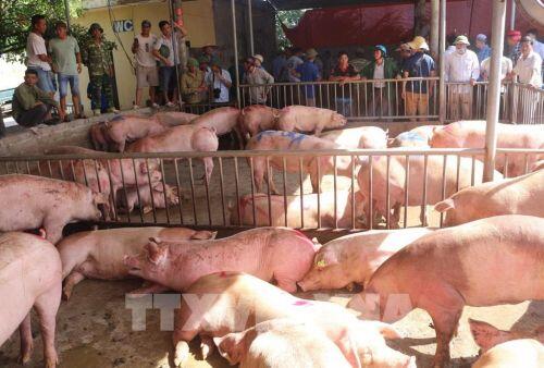 Lợn Thái Lan nhập về được bán hết ngay với giá 90.000 đồng/kg hơi