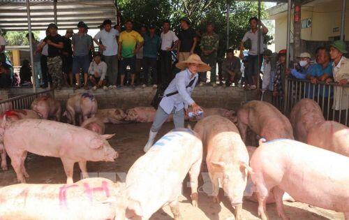 Lợn Thái Lan nhập về được bán hết ngay với giá 90.000 đồng/kg hơi