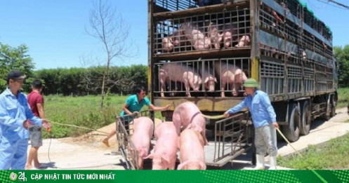 Xôn xao lợn sống nhập khẩu Thái Lan có chất cấm: Thực hư thế nào?