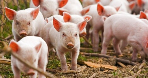 Chi hơn 12.000 tỷ đồng tiền ngân sách cho phòng chống dịch tả lợn châu Phi