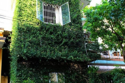 Độc đáo nhà 3 tầng phủ kín cây xanh của dị nhân chơi cây nổi tiếng