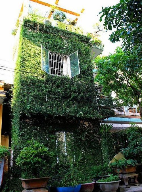 Độc đáo nhà 3 tầng phủ kín cây xanh của dị nhân chơi cây nổi tiếng