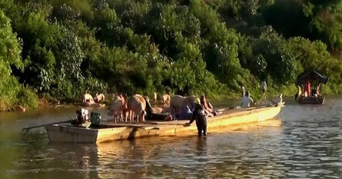 Heo lậu đi thuyền vượt biên qua sông vào Quảng Trị