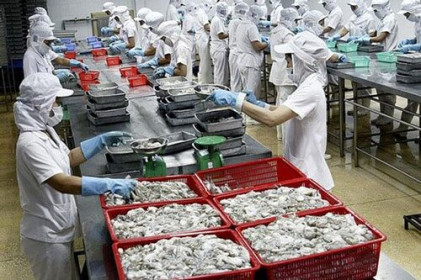 Xuất khẩu mực, bạch tuộc giảm ở nhiều thị trường