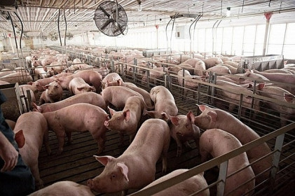 Giá lợn hơi hôm nay 30/6: Tiếp tục tăng, đạt đỉnh 95.000 đồng/kg