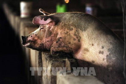 WHO: Thận trọng với chủng virus cúm lợn mới tại Trung Quốc