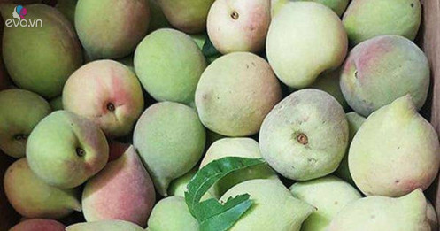 Nhìn vào đặc điểm này để phân biệt đào Sapa và đào Trung Quốc, tránh tiền mất tật mang