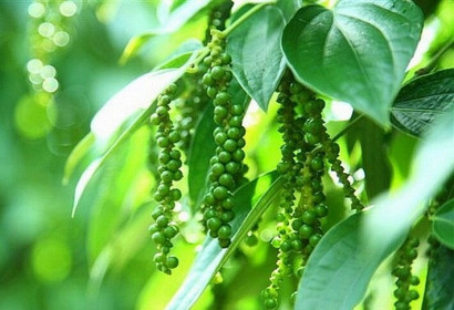 Giá tiêu hôm nay 4/7: Mức cao nhất là 51.000 đồng/kg