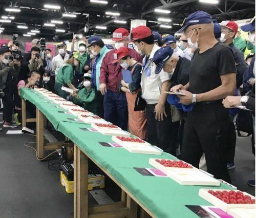 Cherry Nhật đắt kỷ lục, về Việt Nam giá 6,6 triệu đồng/kg