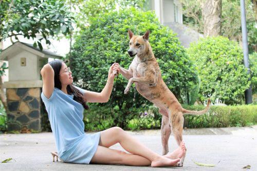 'Khuyển vương' 300 triệu và thương vụ chuyển nhượng chó Phú Quốc đắt nhất Việt Nam