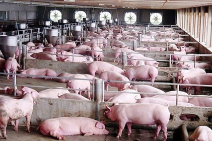 Giá lợn hơi hôm nay 12/7: Vẫn duy trì ở mức cao từ 81.000 - 93.000 đồng/kg