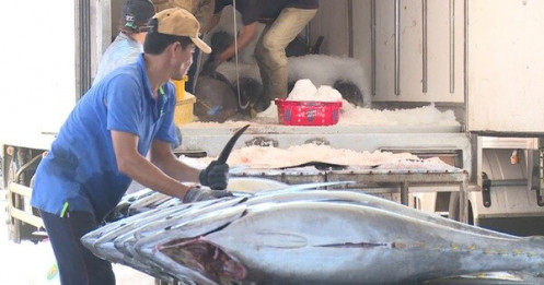 Giá tôm đang tăng trở lại, cá ngừ tiếp tục rớt giá