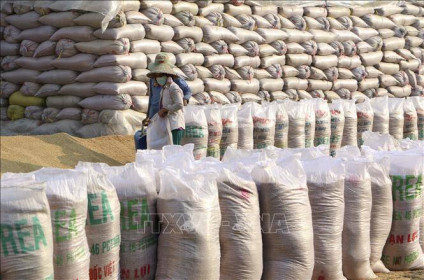 Đã mua và nhập kho 83,5% lượng gạo dự trữ