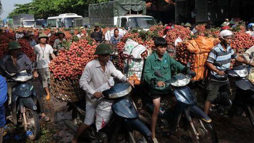 Hết vụ vải thiều, nông dân Bắc Giang thu gần 7.000 tỷ đồng