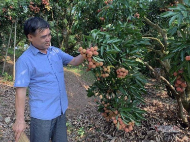 Hết vụ vải thiều, nông dân Bắc Giang thu gần 7.000 tỷ đồng