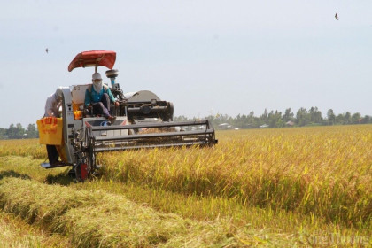 GIá lúa gạo ngày 16/7: Biến động nhẹ, cơ hội xuất khẩu từ EVFTA