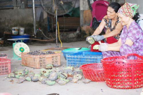 Cách Hà Nội 50km, dân bỏ làm ăn xa về làng kiếm tiền triệu nhờ 1 loài hoa