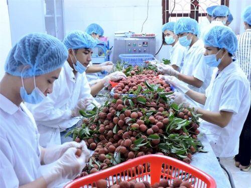 Xuất khẩu rau quả sang Thái Lan tăng ấn tượng