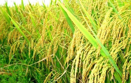 Giá lúa gạo ngày 26/07: Giá gạo tiếp tục tăng nhẹ, nguồn cung giảm