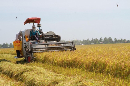 Ngành lúa gạo: Sẵn sàng chờ ngày thực thi EVFTA