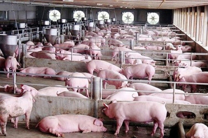 Giá lợn hơi hôm nay 31/7: Tăng nhẹ, nhiều địa phương vượt ngưỡng 90.000 đồng/kg
