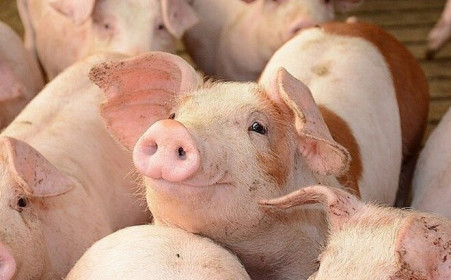 Giá lợn hơi hôm nay 2/8: Tiếp tục đi ngang, nhập khẩu lợn sống từ Thái Lan được đẩy mạnh