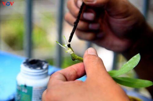 Vườn lan rừng trị giá cả núi tiền của 'lão nông' ở Đông La