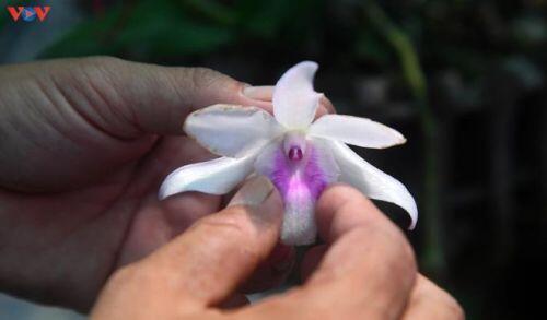 Vườn lan rừng trị giá cả núi tiền của 'lão nông' ở Đông La